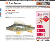Why I’m a sucker for perch, Irish Examiner Why I’m a sucker for perch