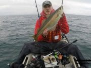 Robsinsons little and large get an early start to fishing Pollack soon followed and after a move it was a fish a cast