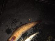 Mix of species and cod to 42cm for Menapia Anglers Rockling and whiting triple shot