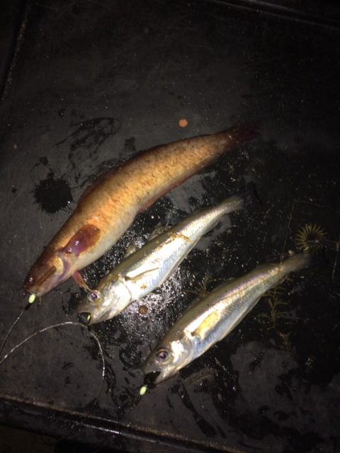 Rockling and whiting triple shot