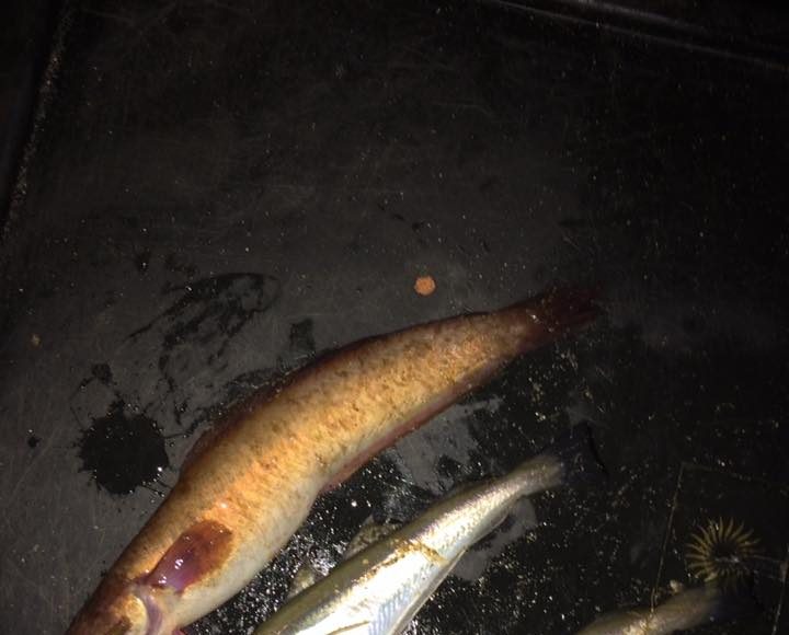 Rockling and whiting triple shot Rockling and whiting triple shot