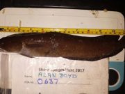 Shore angling picking up along Galway Bay A fine shore rockling of 30 cm for Alan Boyd in Spiddal yesterday. The small coalies are about also to keep you entertained.