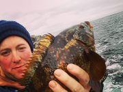 Donegal wrasse hitting soft plastics hard