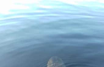 This pike was over the 1m mark - back she safely goes
