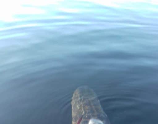 This pike was over the 1m mark - back she safely goes