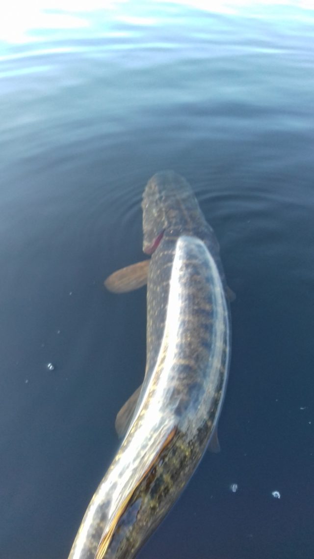 This pike was over the 1m mark - back she safely goes