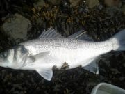 Kerry bass hitting lures early 2nd bass 50cm