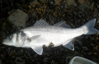 Kerry bass hitting lures early 2nd bass 50cm