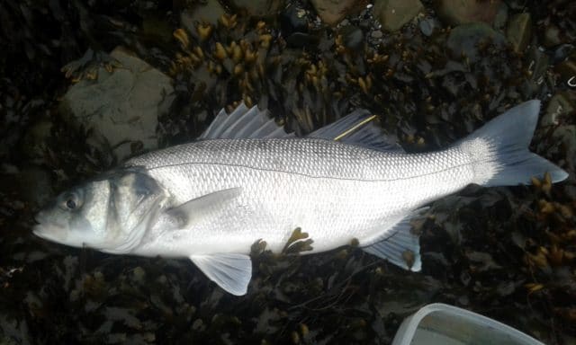 2nd bass 50cm