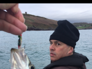 12 months fishing – pollack on fly in all Pollack on fly