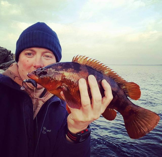 A wrasse in the hand