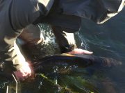 Irish Angling Update – 16 March 2017 Salmon released by Gelnda Powell on the Munster Blackwater