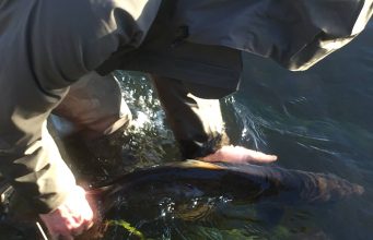 Salmon released by Gelnda Powell on the Munster Blackwater