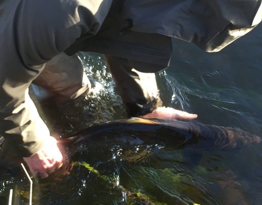 Irish Angling Update – 16 March 2017 Salmon released by Gelnda Powell on the Munster Blackwater