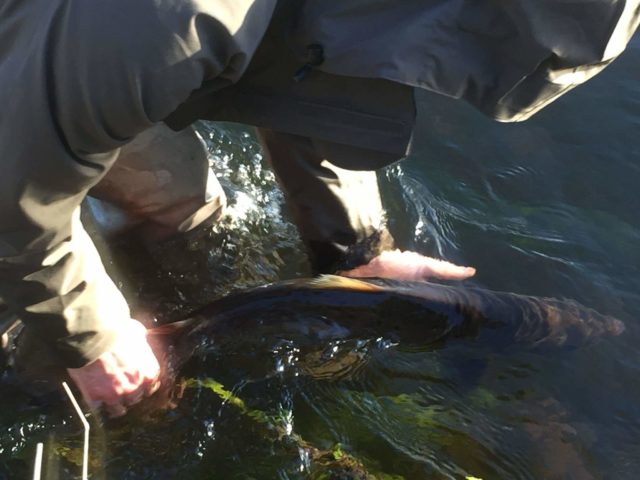 Salmon released by Gelnda Powell on the Munster Blackwater