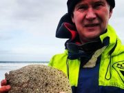 Good turbots and flounders for Mariners in Donegal Bay A nice turbot