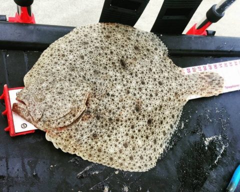 Turbot over 30cm