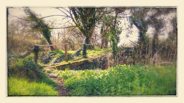 spring sunshine...