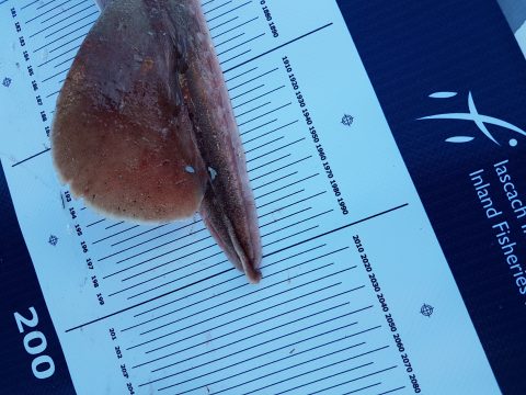The skates tail on a measuring mat