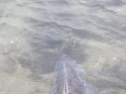 Big bass comes early for Wexford angler Angler revives bass prior to release