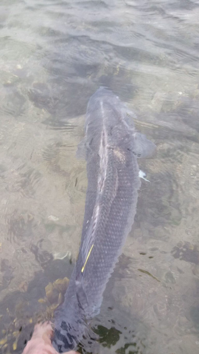 78cm bass Angler revives bass prior to release
