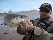Super spring bass in Kerry Tuesday's fish weren't bad either