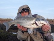 Great bass fishing and more from Kerry shores a very round bass