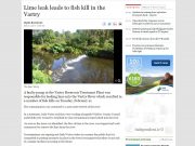 Lime leak leads to fish kill in the Vartry, Wickow People Lime leak leads to fish kill in the Vartry