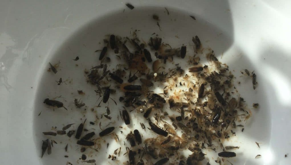 trout food