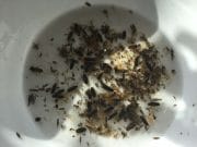 Knockaderry trout feeding in the shallows trout food