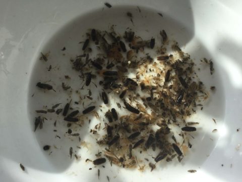 trout food