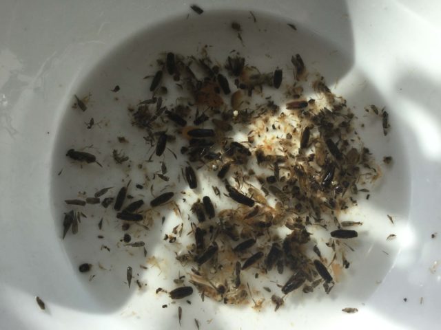trout food