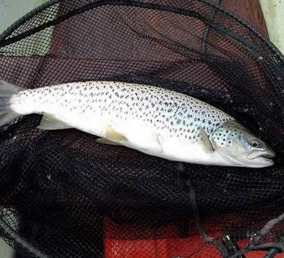  Thomas Harten’s first day trout of 2lbs caught using a Sooty Olive