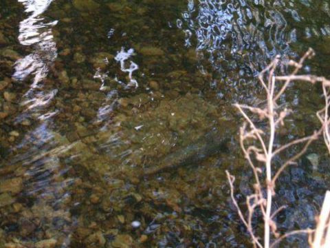 A trout spawning in the Upper Inny, February