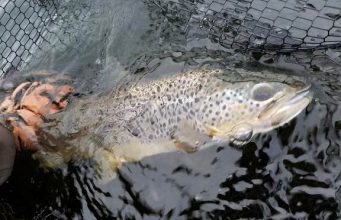 Sheelin waters cold, fishing best on warm days