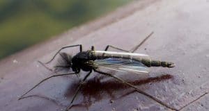 Sheelin Duck fly, April 11th 2017