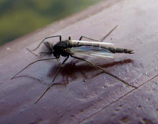 No salmon to report from Currane but Duckfly up for trout anglers Sheelin Duck fly, April 11th 2017