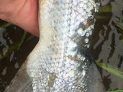 salmon with sea lice