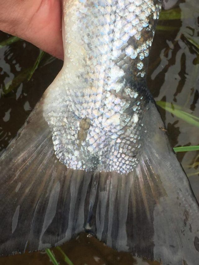 salmon with sea lice
