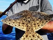 Turbot charged catch and release fishing on Donegal Bay Turbot