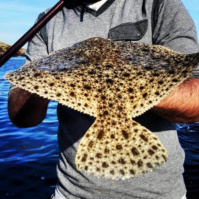 Turbot