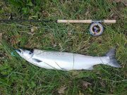Another good salmon from Bandon at weekend Tagged salmon on river bank