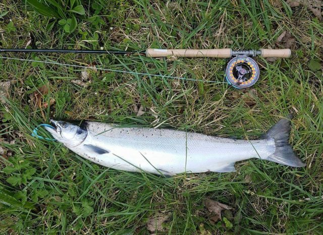 Tagged salmon on river bank