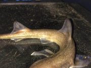Tough angling at Ballinamona, scratching for fish Young smoothhound