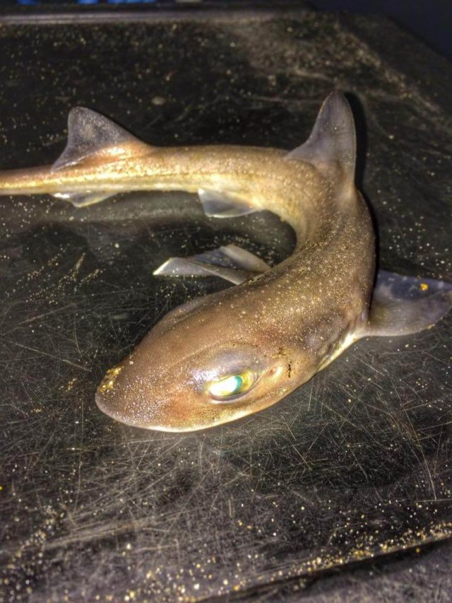 Young smoothhound