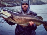 Abundant fry fueling predators in Donegal Bay pollack