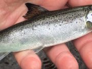 Connemara Green Festival – Where have all the salmon gone? Salmon smolt