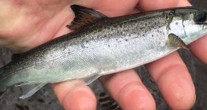 Salmon smolt