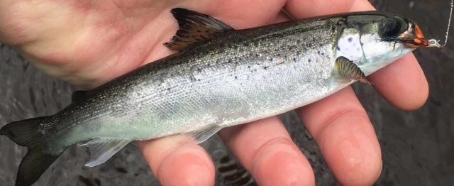 Salmon smolt