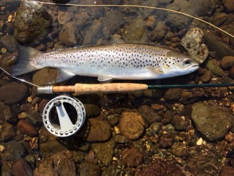 Richard Lubrant's sea trout